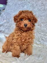 Load image into Gallery viewer, Pierre Male Toy Poodle