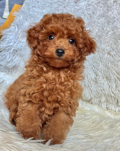 Pierre Male Toy Poodle