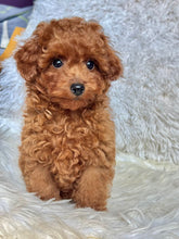 Load image into Gallery viewer, Pierre Male Toy Poodle