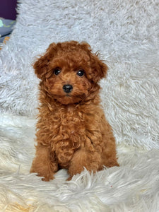 Pierre Male Toy Poodle