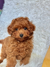 Load image into Gallery viewer, Pierre Male Toy Poodle