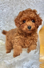 Load image into Gallery viewer, Pierre Male Toy Poodle