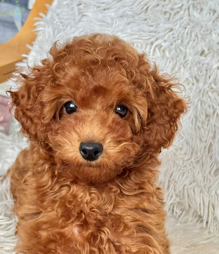 Sophie Female Toy Poodle