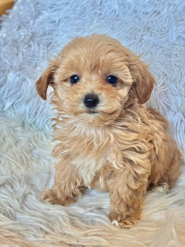 Ziggy Male Tiny Toy Maltipoo