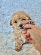 Load image into Gallery viewer, Ziggy Male Tiny Toy Maltipoo