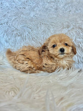 Load image into Gallery viewer, Ziggy Male Tiny Toy Maltipoo