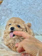 Load image into Gallery viewer, Ziggy Male Tiny Toy Maltipoo