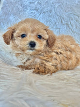 Load image into Gallery viewer, Ziggy Male Tiny Toy Maltipoo