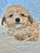 Load image into Gallery viewer, Ziggy Male Tiny Toy Maltipoo