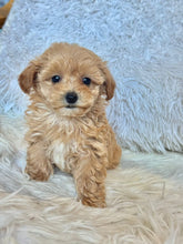 Load image into Gallery viewer, Ziggy Male Tiny Toy Maltipoo