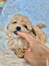 Load image into Gallery viewer, Ziggy Male Tiny Toy Maltipoo