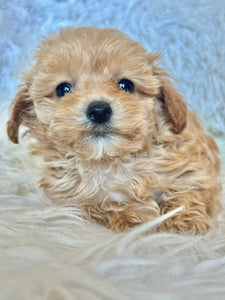 Ziggy Male Tiny Toy Maltipoo