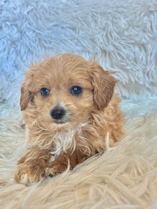Zach Male Tiny Toy Maltipoo