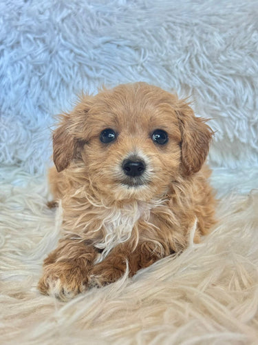 Zach Male Tiny Toy Maltipoo