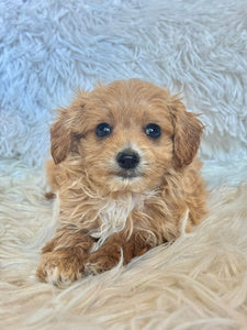 Zach Male Tiny Toy Maltipoo