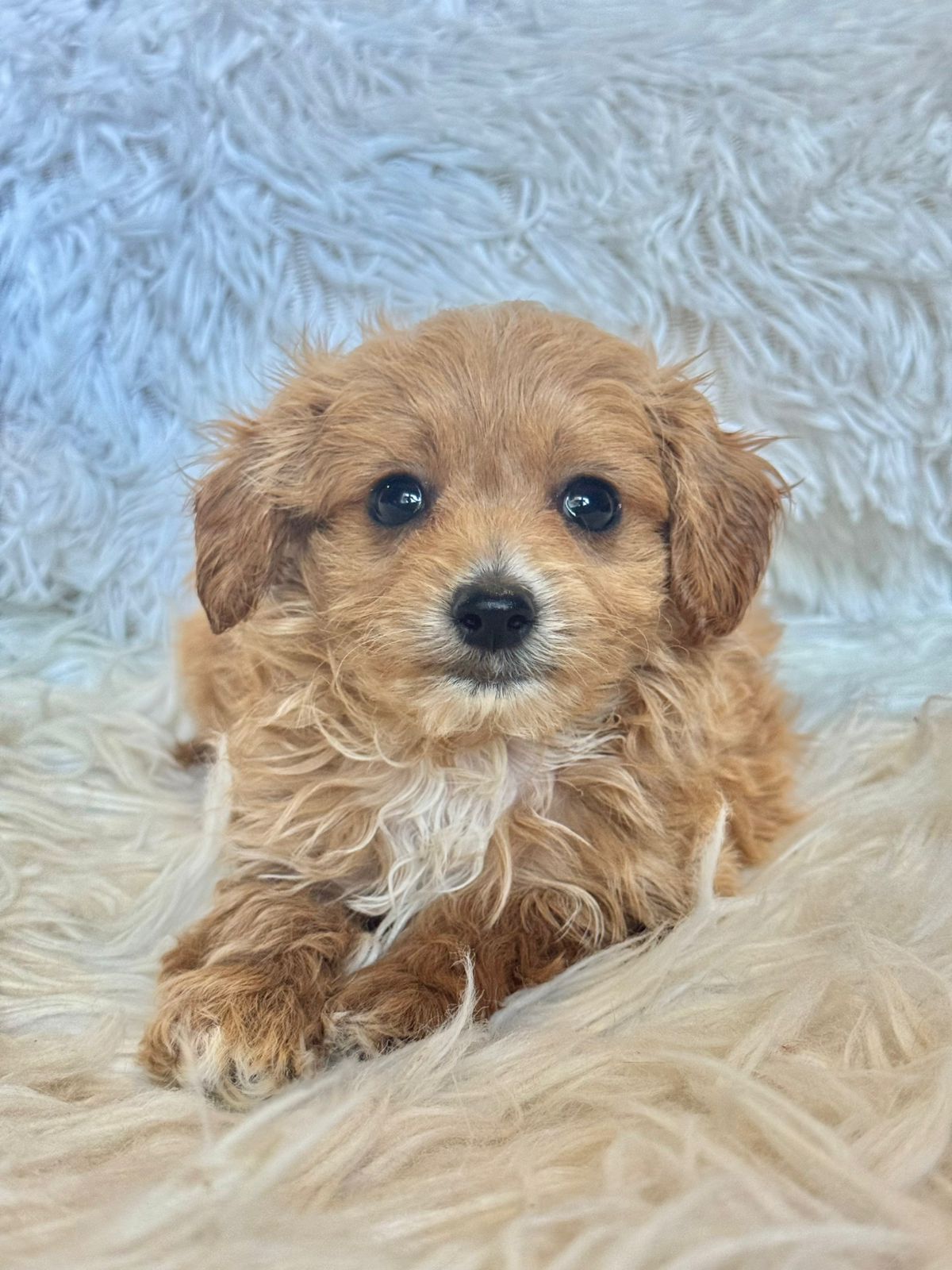 Zach Male Tiny Toy Maltipoo