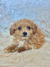 Load image into Gallery viewer, Zach Male Tiny Toy Maltipoo