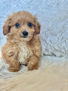 Zach Male Tiny Toy Maltipoo