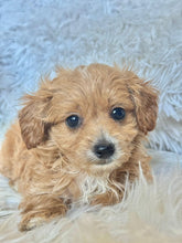 Load image into Gallery viewer, Zach Male Tiny Toy Maltipoo