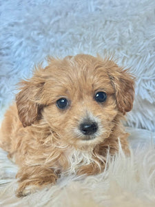 Zach Male Tiny Toy Maltipoo