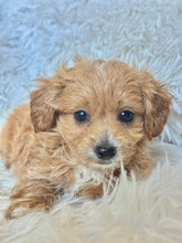 Load image into Gallery viewer, Zach Male Tiny Toy Maltipoo