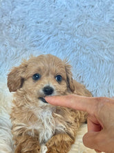 Load image into Gallery viewer, Zach Male Tiny Toy Maltipoo