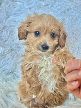 Load image into Gallery viewer, Zach Male Tiny Toy Maltipoo