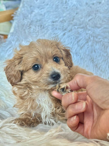 Zach Male Tiny Toy Maltipoo