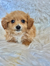 Load image into Gallery viewer, Zach Male Tiny Toy Maltipoo