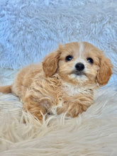 Load image into Gallery viewer, Churro Male Tiny Toy Maltipoo