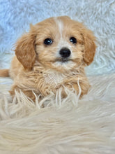 Load image into Gallery viewer, Churro Male Tiny Toy Maltipoo