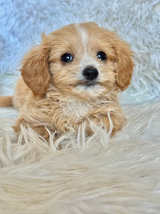 Churro Male Tiny Toy Maltipoo