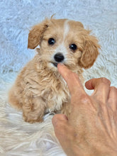 Load image into Gallery viewer, Churro Male Tiny Toy Maltipoo