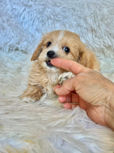 Load image into Gallery viewer, Churro Male Tiny Toy Maltipoo