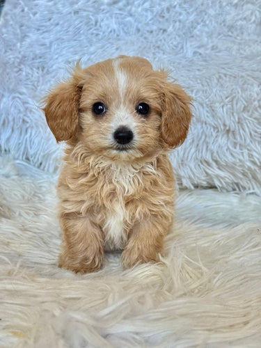 Churro Male Tiny Toy Maltipoo