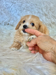 Churro Male Tiny Toy Maltipoo