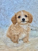 Load image into Gallery viewer, Churro Male Tiny Toy Maltipoo