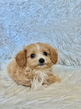 Load image into Gallery viewer, Churro Male Tiny Toy Maltipoo