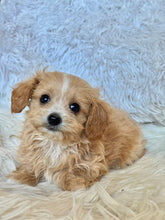 Load image into Gallery viewer, Churro Male Tiny Toy Maltipoo