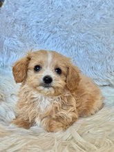 Load image into Gallery viewer, Churro Male Tiny Toy Maltipoo