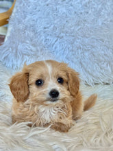 Load image into Gallery viewer, Churro Male Tiny Toy Maltipoo