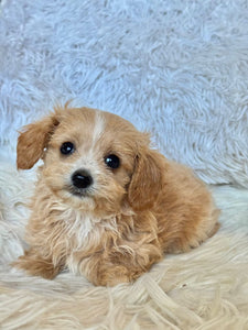 Churro Male Tiny Toy Maltipoo
