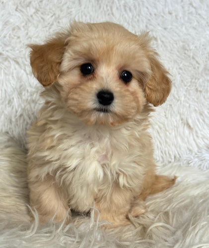 Layla Female Toy Maltipoo