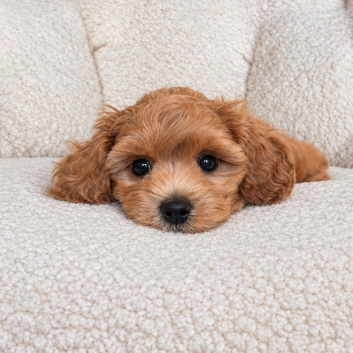 Forest, an apricot toy maltipoo puppy, resting his chin on a cozy cushion
