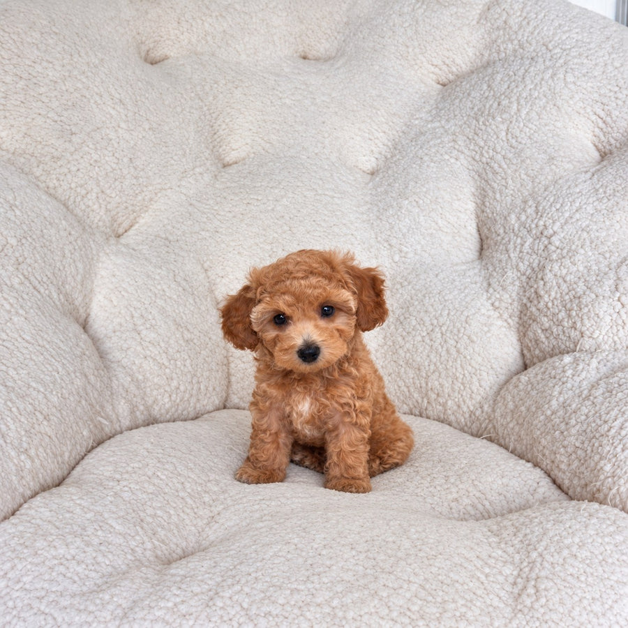 Hunter, an apricot toy maltipoo puppy, sitting on a cream sherpa chair