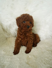 Load image into Gallery viewer, Jony Toy Poodle