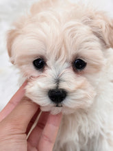 Load image into Gallery viewer, Benny Toy Maltipoo