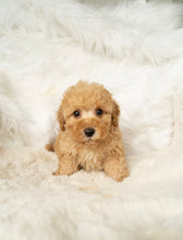 Cargar imagen en el visor de la galería, Jason Male Toy/Mini Poodle