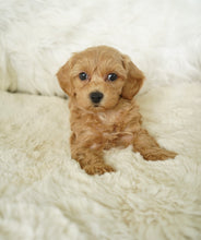 Load image into Gallery viewer, Mandy Toy Maltipoo