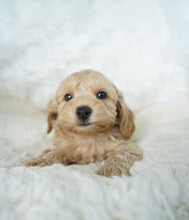 Load image into Gallery viewer, Justine Toy Maltipoo